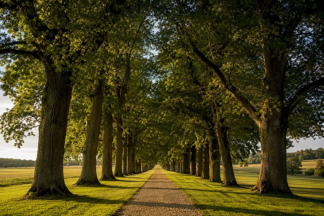 Tree-lined avenue through Cirencester Park