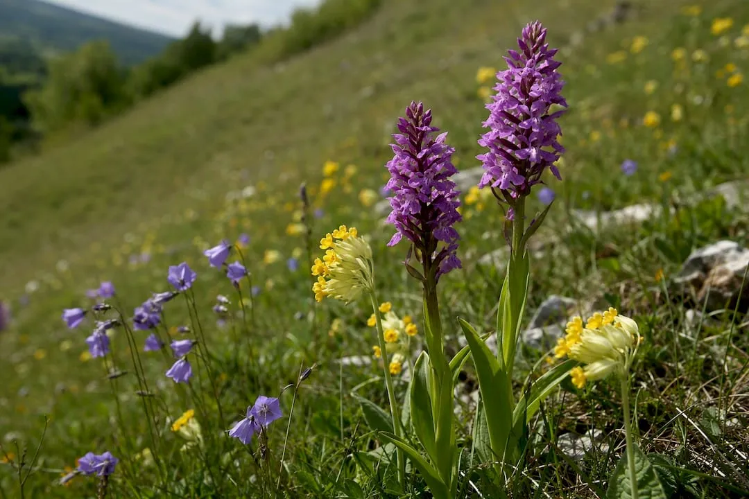 Wildflowers growing in limestone grassland