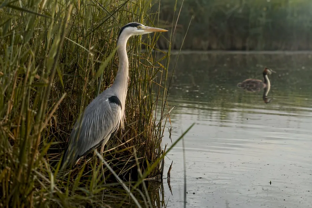 Heron and grebe beside Cotswold lake