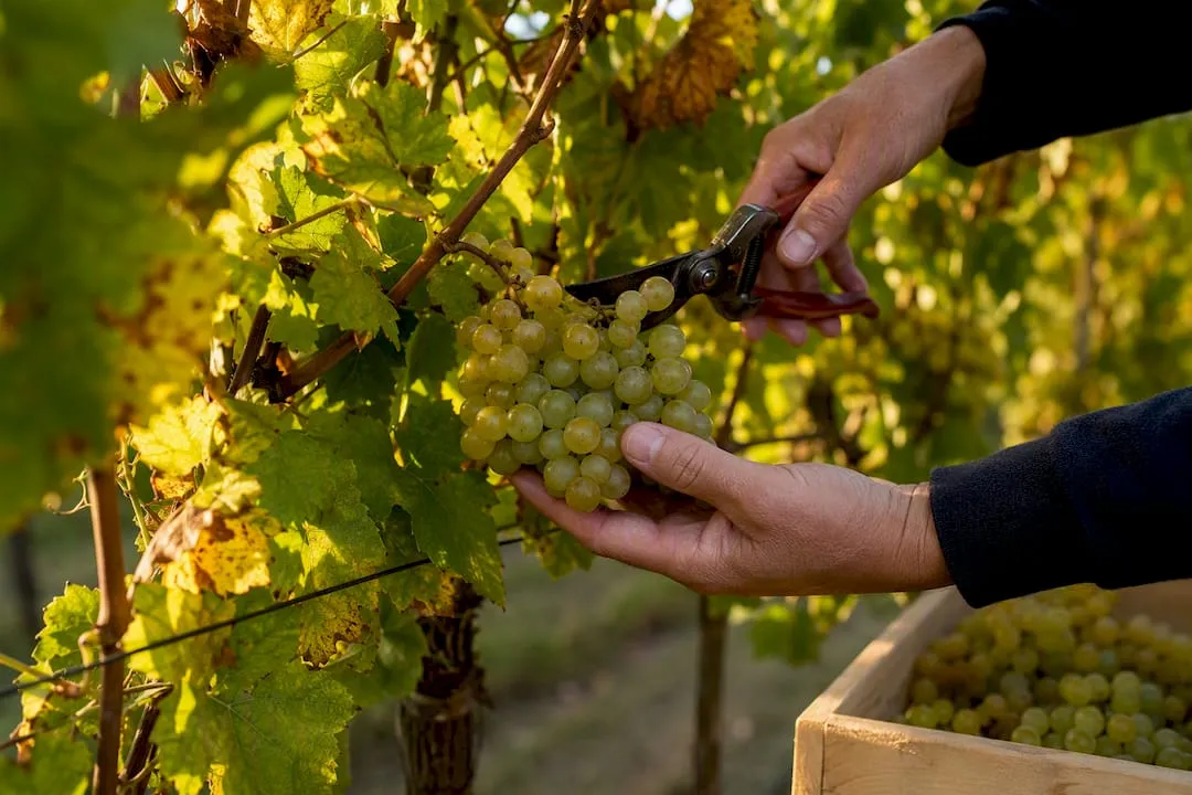 Hands picking grapes during harvest
