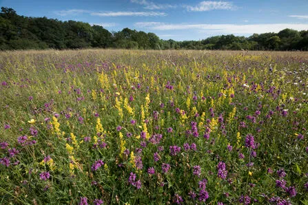 Echo Lodge Meadows