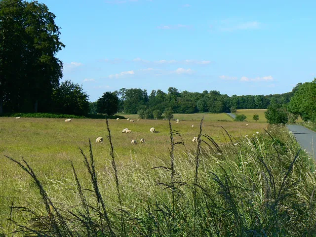A field with sheep, Durley. I read a James Herriot book once many years ago where the famous vet said that, apart from at lambing time, sheep were no more than white dots in a field. At right is the road to the A4 through Cobham Frith 1247114