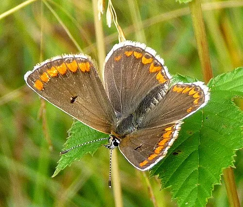 Brown Argus. Aricea aegestis.