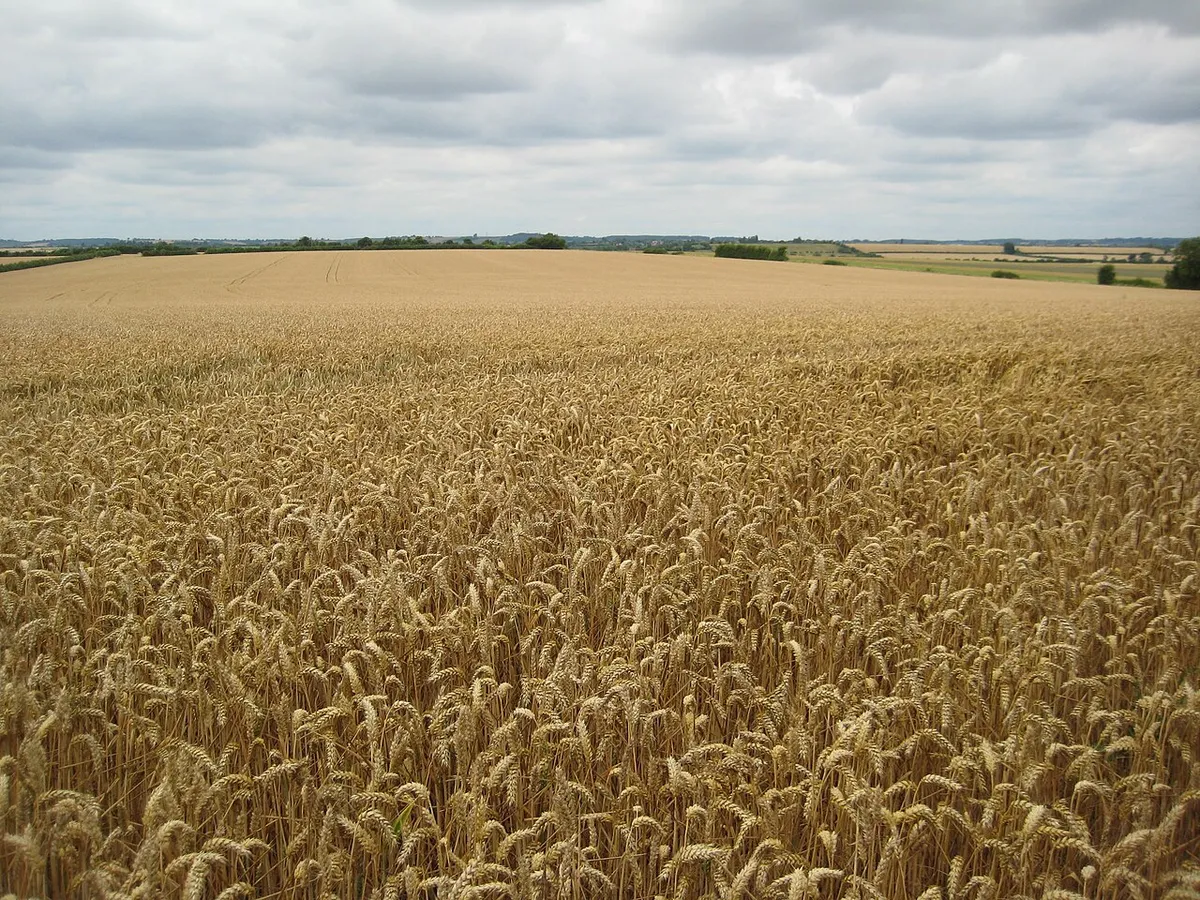 Acres of wheat, Uffington