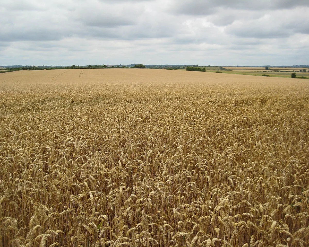 Acres of wheat, Uffington