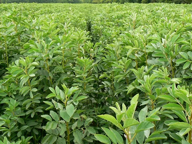 Bean field, near Draycot Foliat There is a large crop of broad beans in this field. The plants are getting on for 1.5 metres high. The farmer doesn't seem to have had the same problems with slugs as I've had with my runner beans.