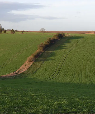 Arable farmland on the Lambourn Downs These gently rolling downs can accommodate arable agriculture. Steeper areas tend to be grazed or wooded.