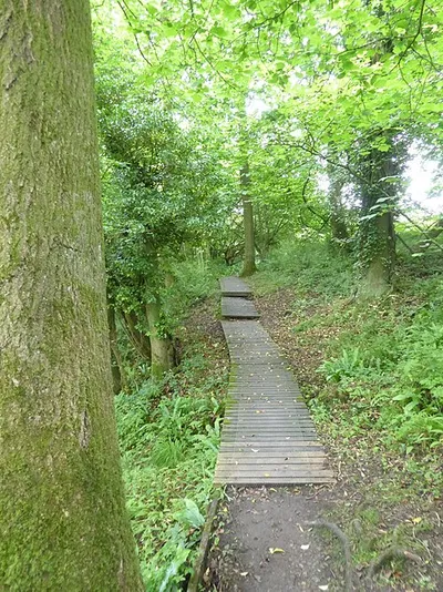 Boardwalk in Pontin's Plantation, Woodchester Park