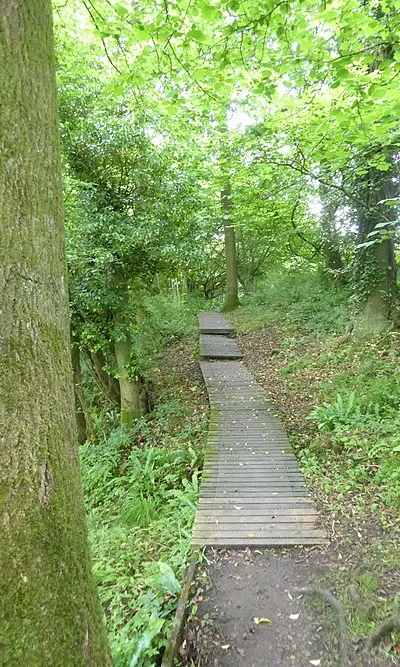 Boardwalk in Pontin's Plantation, Woodchester Park
