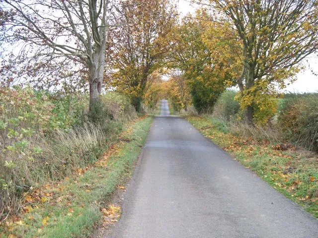 A tunnel of colour The trees flanking this minor road have created a yellow tunnel.