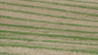 A stubble field