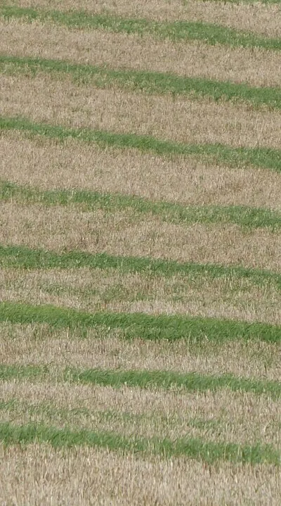 A stubble field
