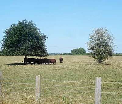 One Shady Tree