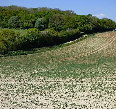 Farmland, Lambourn
