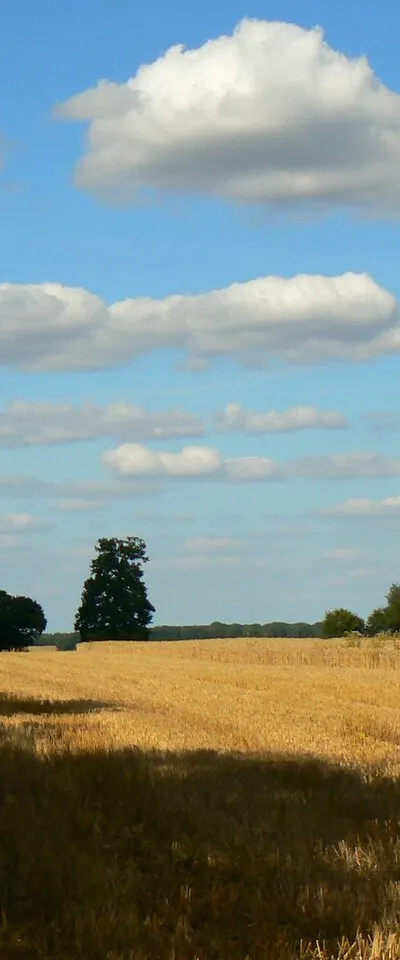 Another view of a wheatfield near Wickfield Farm, Shefford Woodlands