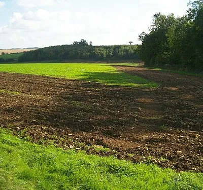 Along Hollow Grove. Hollow Grove is the belt of trees on the right (West).