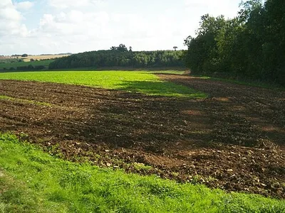 Along Hollow Grove. Hollow Grove is the belt of trees on the right (West).
