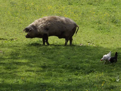 Pig on Brimpsfield green