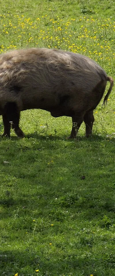Pig on Brimpsfield green