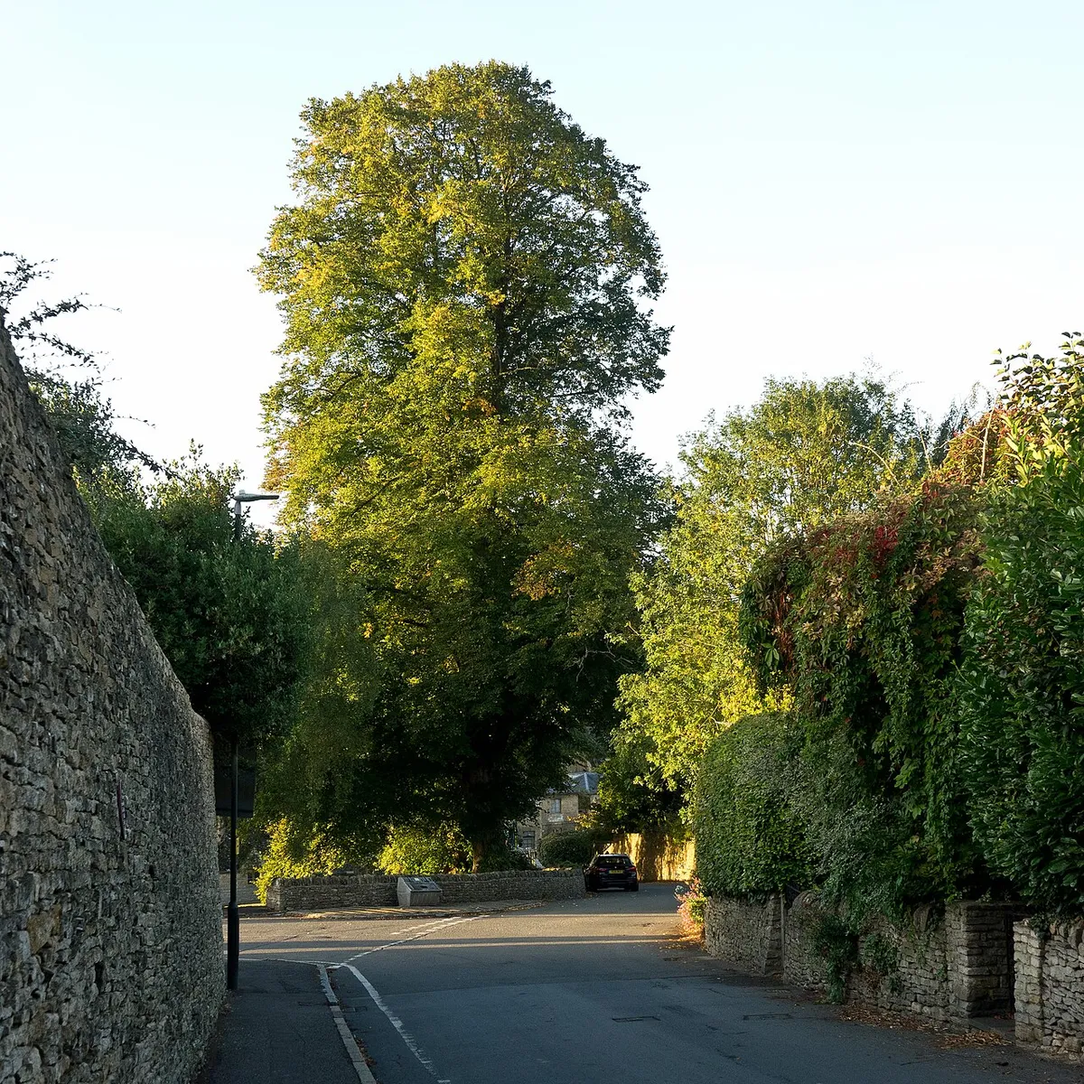 A lime tree in Blockley