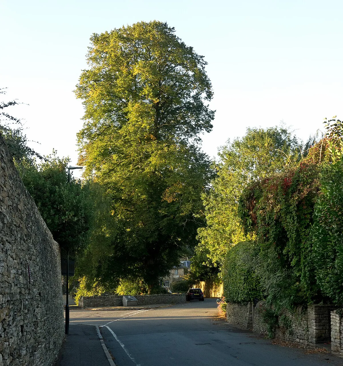 A lime tree in Blockley