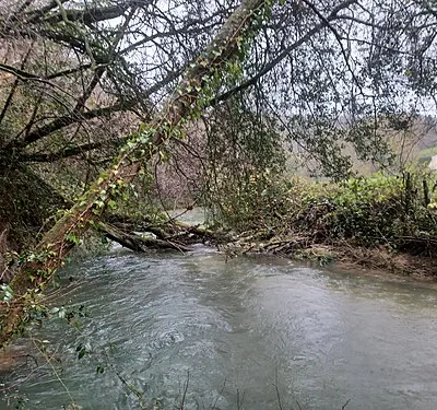 By Brook between Weavern Farm and Box, Wiltshire, England. South of Weavern Farm, Slaughterford.