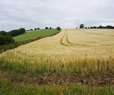 Barley field on Wistley Hill