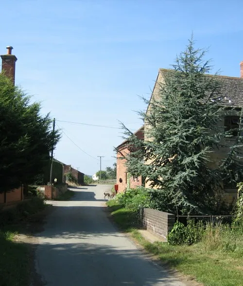 Murcot