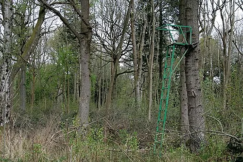 A seat in a tree