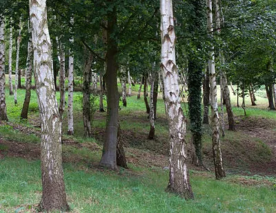 Birch Wood
