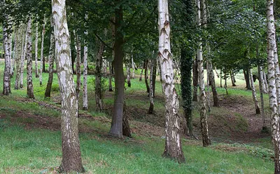 Birch Wood
