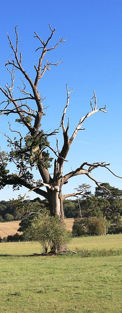 An unwell tree near Winterbourne