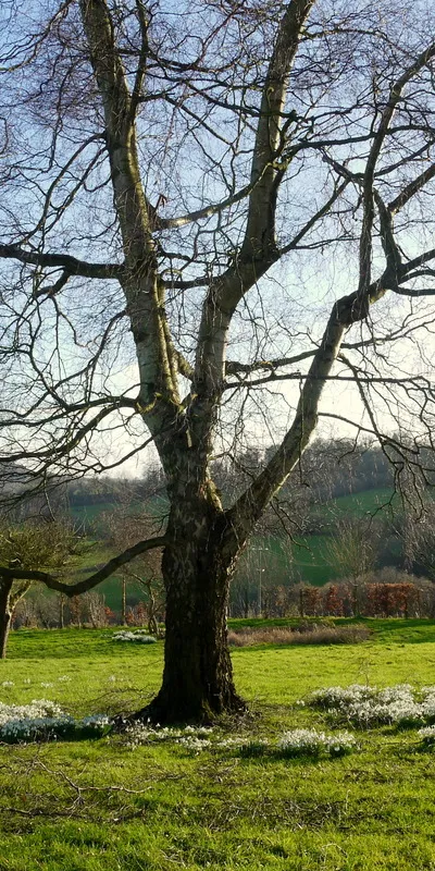 Birch and snowdrops