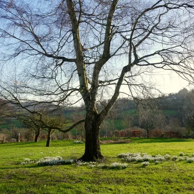 Birch and snowdrops