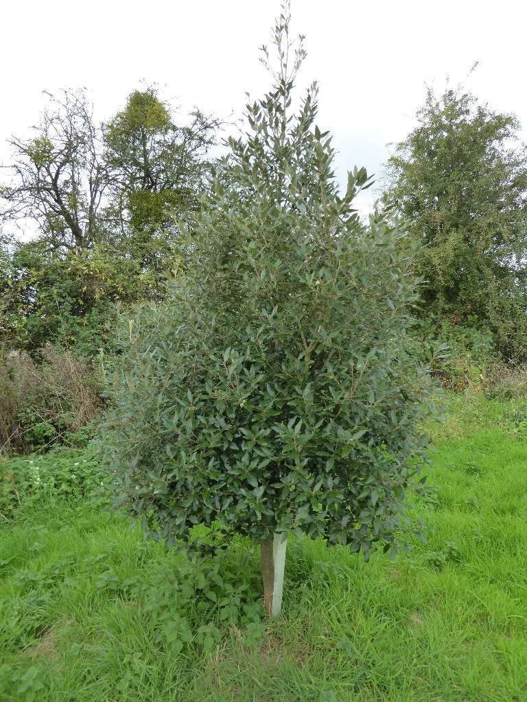 A young oak tree