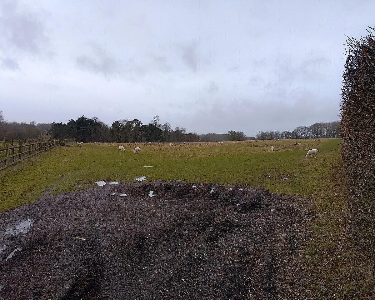 Bagnor sheep