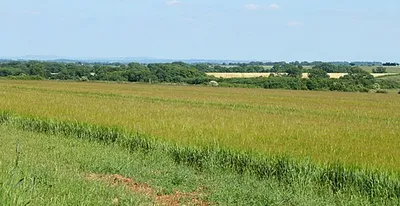 2010 : Barley on West Littleton Down