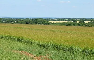 2010 : Barley on West Littleton Down