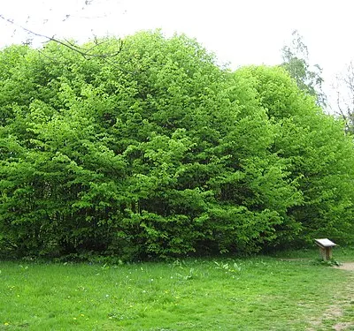 Ancient lime tree at Westonbirt