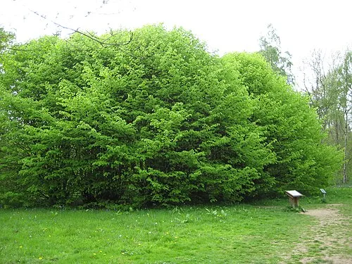 Ancient lime tree at Westonbirt