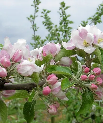 Apple blossom