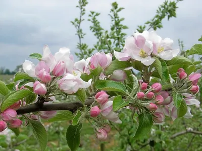 Apple blossom