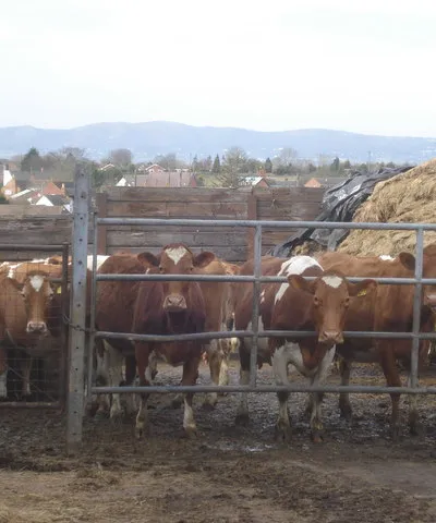 Cattle at Sudeley Farm - 1 View west from the farmyard to The Grove and in the distance the Malvern Hills. These Ayrshire milkers are still in their winter quarters and have a huge pile of feed.