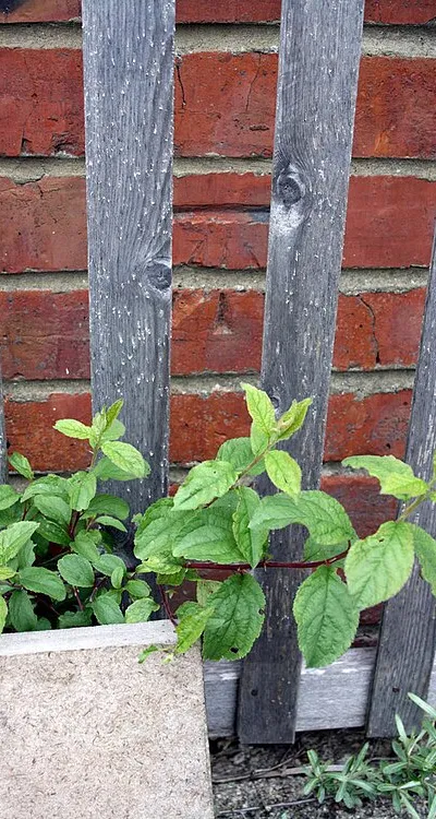 Benchmark on #6 Goldbury Cottages