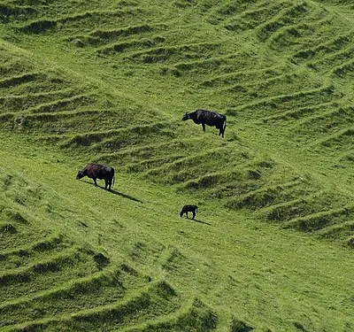 Cattle on hillside below Morgan's Hill Cattle graze on terracettes on the steep combe below Morgan's Hill, seen from the bridleway to Calstone Wellington.