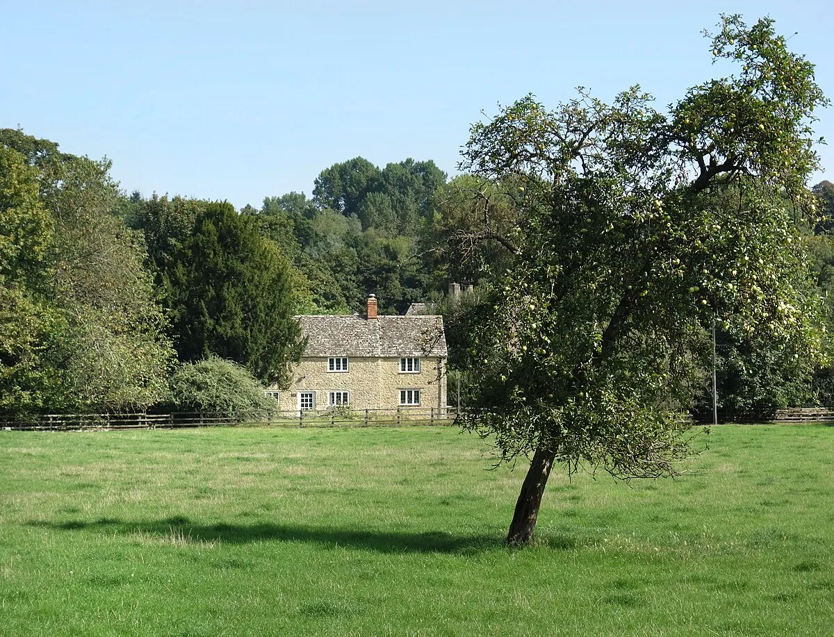 A Leaning Apple Tree, Steeple Barton