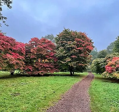 Autumn Colour