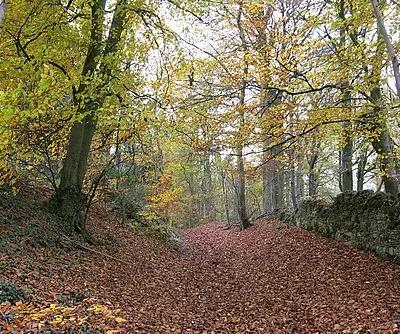 Beech wood east of Prinknash Abbey