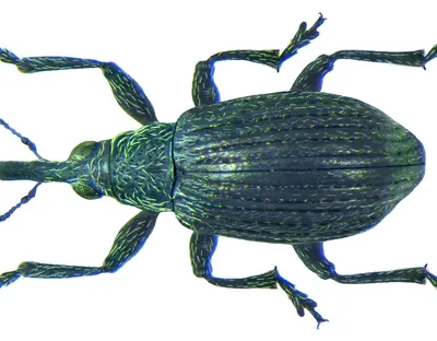 Family: Apionidae
Size: 2,1 mm (1,8-2,4 mm)
Origin: widespread holarctic
Ecology: development in the flower heads of Betula pendula
Location: Britain, Oxford District
leg.det. J.J.Walker, 1939
Coll. Oxford University Museum of Natural History

Photo: U.Schmidt, 2013