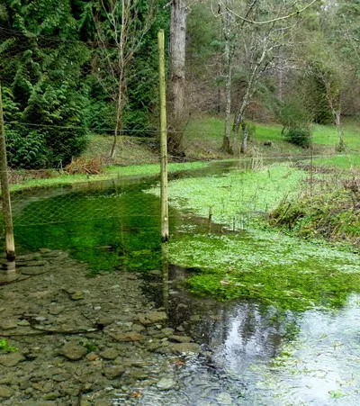 A Cotswold stream, 3